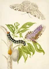 Branch of the Gumbo Limbo Tree With White Witch Moth By Maria Sibylla Merian