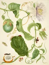 Branch of Water Lemon With Snout Moth Brush Footed Butterfly Larva and Flag Footed Bug By Maria Sibylla Merian