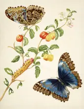 Branch of West Indian Cherry With Achilles Morpho Butterfly By Maria Sibylla Merian