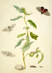 Branch of Willow With Red Underwing and Puss Moths By Maria Sibylla Merian