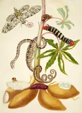 Cassava Root With Garden Tree Boa Sphinx Moth and Treehopper By Maria Sibylla Merian