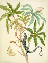 Cassava With White Peacock Butterfly and Young Golden Tegu By Maria Sibylla Merian