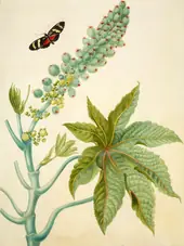 Castor Oil Plant With Ricini Longwing Butterfly By Maria Sibylla Merian