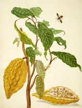 Cocoa Tree With Leaf Footed Bug By Maria Sibylla Merian