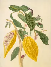 Cocoa Tree With Southern Armyworm Moth By Maria Sibylla Merian