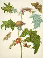 Coconilla With Silk Moth and Molippa Nibasa Moth By Maria Sibylla Merian