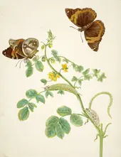 Coffee Senna With Split Banded Owlet Butterfly By Maria Sibylla Merian
