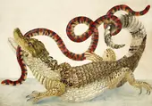 Common or Spectacled Caiman With South American False Coral Snake By Maria Sibylla Merian