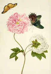 Confederate Rose With Androgeus Swallowtail Butterfly By Maria Sibylla Merian