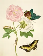 Confederate Rose With Androgeus Swallowtail Butterfly and Julia Butterfly By Maria Sibylla Merian