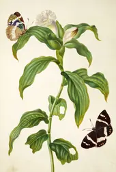Costus Plant With Banana Stem Borer Moth By Maria Sibylla Merian