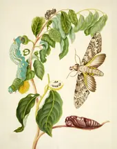 Custard Apple With Sphinx Moth By Maria Sibylla Merian