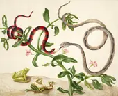 False Coral Snake, Banded Cat Eyed Snake and Frogs By Maria Sibylla Merian