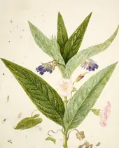 Field Bindweed and Russian Comfrey By Maria Sibylla Merian
