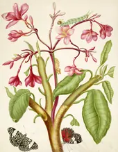 Frangipani Plant With Red Cracker Butterfly By Maria Sibylla Merian