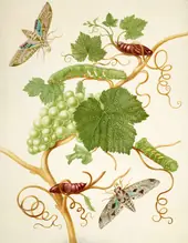 Grape Vine With Vine Sphinx Moth and Satellite Sphinx Moth By Maria Sibylla Merian