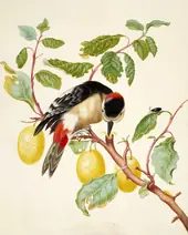 Great Spotted Woodpecker on a Branch of Plum By Maria Sibylla Merian