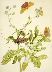 Helichrysum With Castnid Moth and Harlequin Beetle By Maria Sibylla Merian