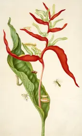 Heliconia Acuminata With Southern Armyworm Moth By Maria Sibylla Merian