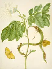 Icecream Bean Tree With Cloudless Sulphur Butterfly By Maria Sibylla Merian