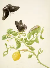Key Lime With Ruby Spotted Swallowtail Butterfly By Maria Sibylla Merian
