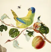 Lory on a Branch of Apple By Maria Sibylla Merian
