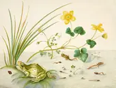 Marsh Marigold With the Life Stages of a Frog By Maria Sibylla Merian