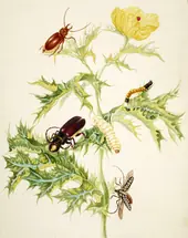 Mexican Poppy With Longhorn Beetle, Mallodon Spinibarbe Beetle and Flat Faced Longhorn Beetle By Maria Sibylla Merian