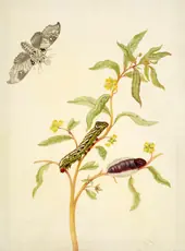 Mexican Primrose Willow With Madoryx Bubastus Moth By Maria Sibylla Merian