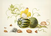Mice With Squash and Nuts By Maria Sibylla Merian