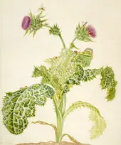 Milk Thistle By Maria Sibylla Merian