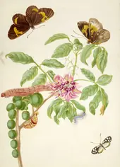 Muellera Frutescens With Brush Footed and Clearwing Butterflies By Maria Sibylla Merian