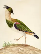 Northern Lapwing By Maria Sibylla Merian