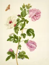 Okra By Maria Sibylla Merian