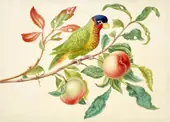 Ornate Lory on a Branch of Peach By Maria Sibylla Merian