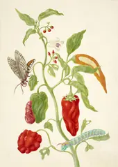 Pepper Plant With Carolina Sphinx Moth By Maria Sibylla Merian