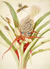 Pineapple With Cockroaches By Maria Sibylla Merian