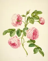 Provence Rose By Maria Sibylla Merian
