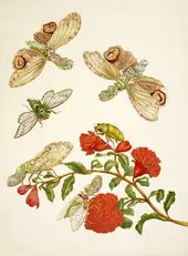 Ranch of Pomegranate With Lanternfly and Cicada By Maria Sibylla Merian