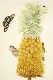 Ripe Pineapple With Dido Longwing Butterfly By Maria Sibylla Merian