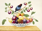 Still Life With Fruit and Blue Backed Manakin By Maria Sibylla Merian