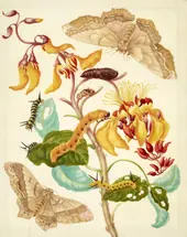 Swamp Immortelle With Giant Silk Moth By Maria Sibylla Merian