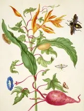Sweet Potato Plant and Parakeet Flower With a Leaf Footed Bug, Melonworm Moth and Pickleworm Moth By Maria Sibylla Merian