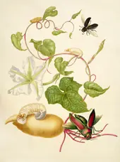 Tropical White Morning Glory With Two Beetles By Maria Sibylla Merian