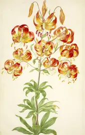 Turk's Cap Lily By Maria Sibylla Merian