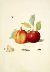 Two Apples With Gypsy Moth By Maria Sibylla Merian