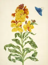 Wallflower With Blue Butterfly By Maria Sibylla Merian