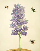Water Hyacinth By Maria Sibylla Merian