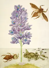 Water Hyacinth With Marbled or Veined Tree Frogs and Giant Water Bugs By Maria Sibylla Merian