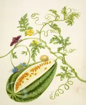 Watermelon Vine With Acharia Moth By Maria Sibylla Merian